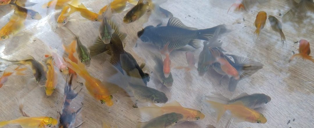 【田んぼで金魚】金魚すくい & 金魚即売会のサポーター募集！