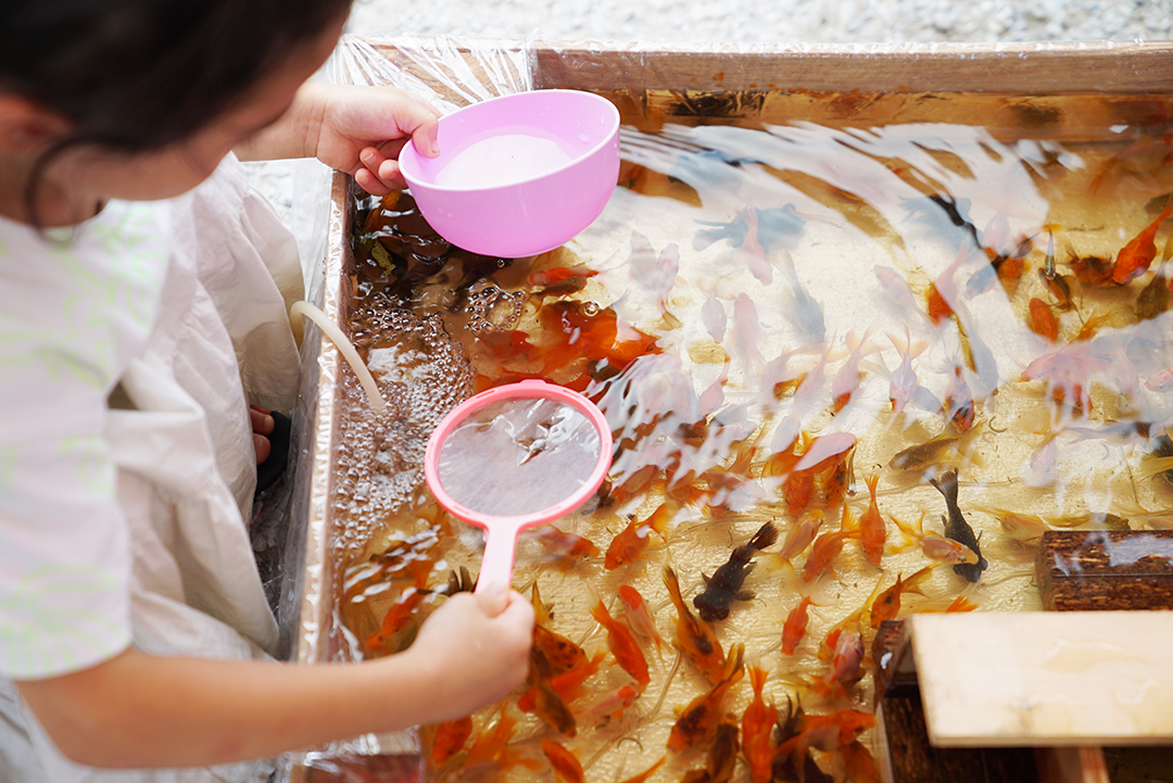夏祭りでの金魚すくいのお手伝い募集！！【田んぼで金魚】