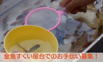 海開きイベントでの金魚すくいお手伝い募集！！【田んぼで金魚】