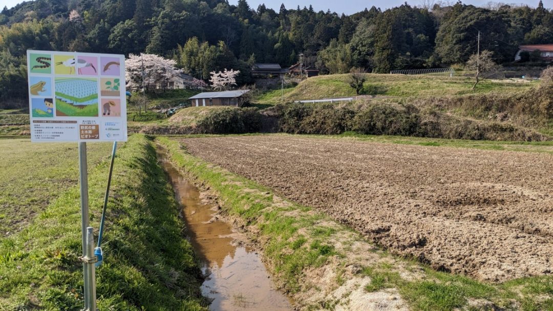 出雲市野尻町「大歳神社の空にトキが舞う」そんな夢を描いています