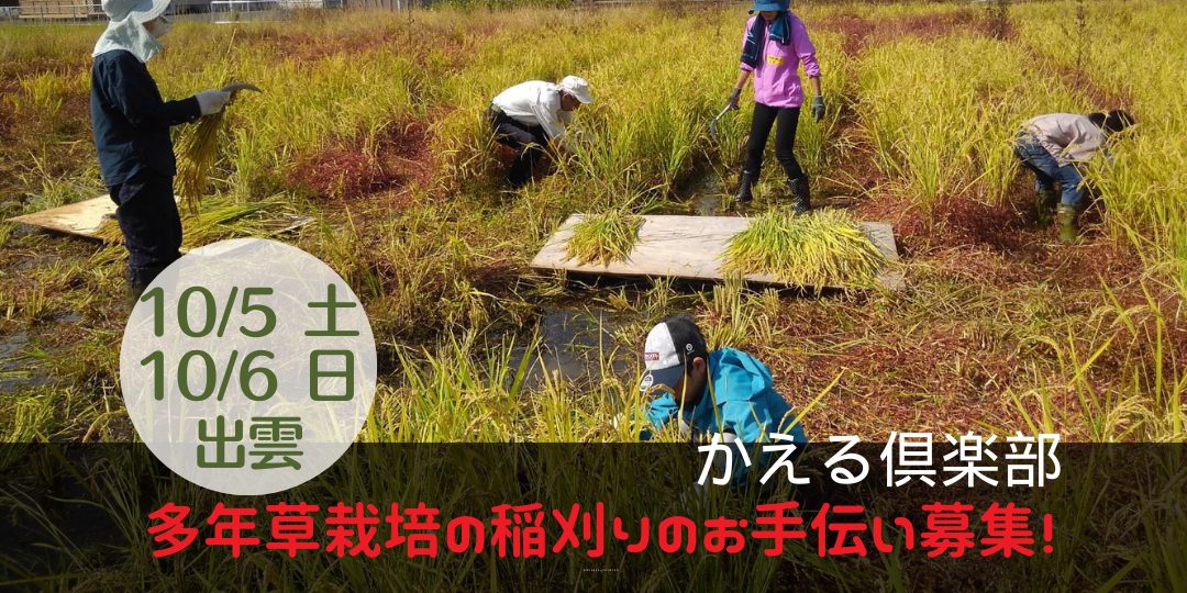 今年も「多年草栽培の稲刈り」のお手伝い募集！