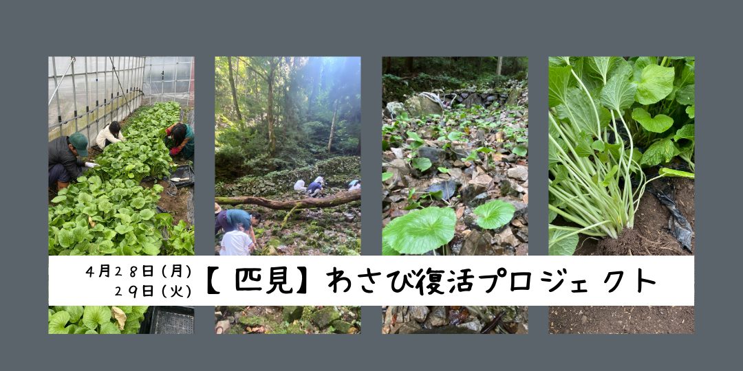【4/28・29】匹見でつくる 『わさび復活プロジェクト!』 (各日7名募集)