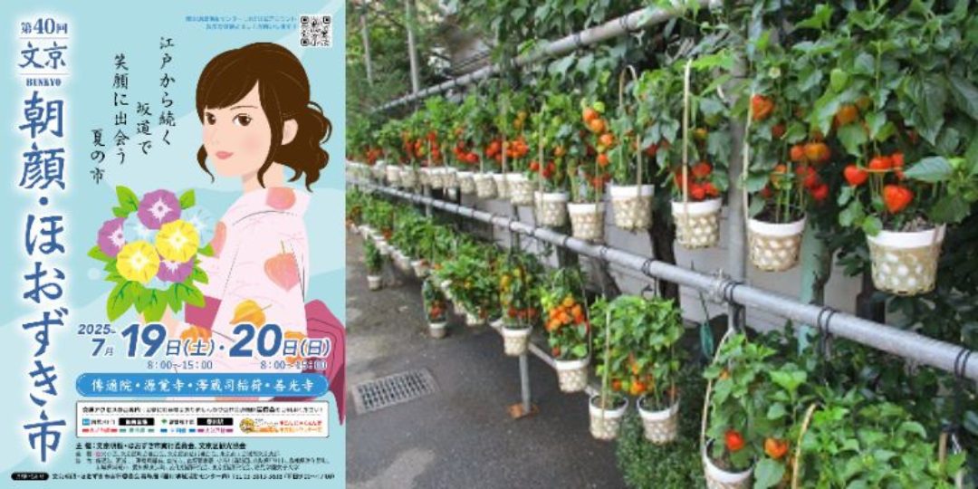 【7/19・20(土・日)東京都文京区開催】「文京朝顔・ほおずき市」津和野町ブースのお手伝い募集！