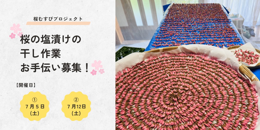 「桜むすびプロジェクト」桜の塩漬けの干し作業お手伝い募集!