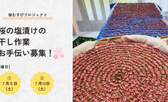 「桜むすびプロジェクト」桜の塩漬けの干し作業お手伝い募集！