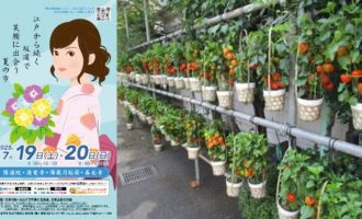 【7/19・20(土・日)東京都文京区開催】「文京朝顔・ほおずき市」津和野町ブースのお手伝い募集！