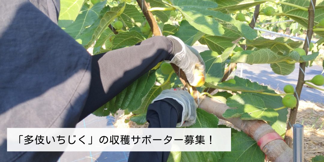 4年目に突入！おいしい「多伎いちじく」の収穫サポーター募集！