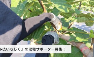 4年目に突入！おいしい「多伎いちじく」の収穫サポーター募集！