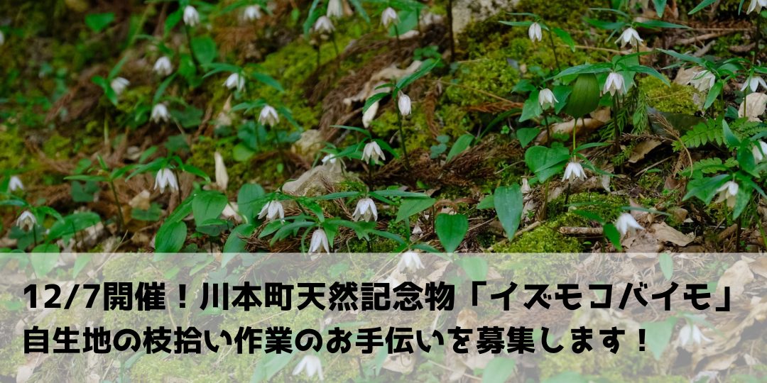 川本町イズモコバイモ自生地「枝拾い作業」のお手伝い募集【12/7開催】