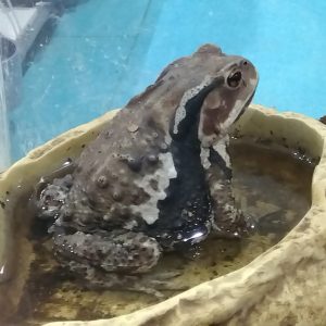 ナホコ