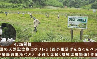 4/25『国の天然記念物コウノトリ（西小巣塔げんきくんペア＆春殖養賀巣塔ペア） 子育て支援（地域環境整備）作業』