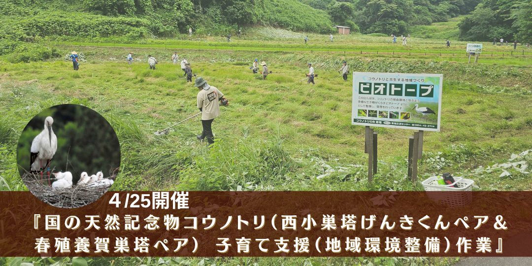 4/25『国の天然記念物コウノトリ（西小巣塔げんきくんペア＆春殖養賀巣塔ペア） 子育て支援（地域環境整備）作業』