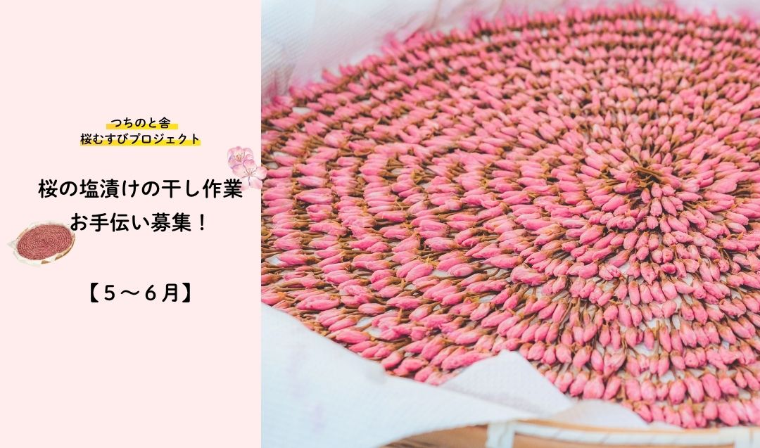 【5/24～6/27まで！】「桜むすびプロジェクト2026」桜の塩漬けの干し作業お手伝い募集！