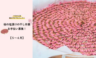 【5/24～6/27まで！】「桜むすびプロジェクト2026」桜の塩漬けの干し作業お手伝い募集！
