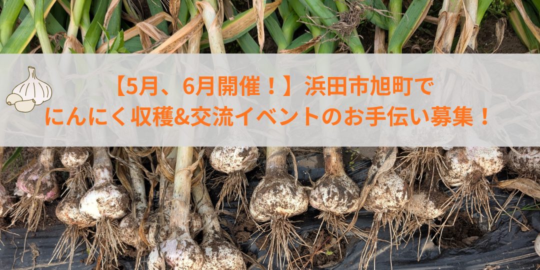 【5月、6月開催!】浜田市旭町でにんにく収穫&交流イベントのお手伝い募集!