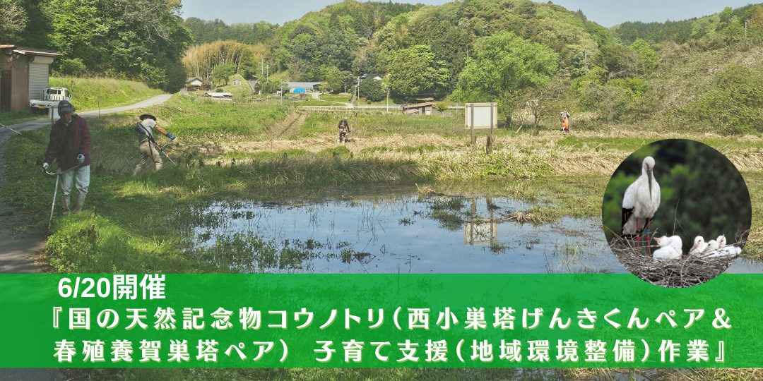 6/20『国の天然記念物コウノトリ(西小巣塔げんきくんペア&春殖養賀巣塔ペア) 子育て支援(地域環境整備)作業』
