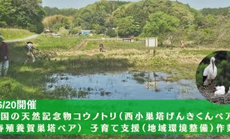 6/20『国の天然記念物コウノトリ（西小巣塔げんきくんペア＆春殖養賀巣塔ペア） 子育て支援（地域環境整備）作業』
