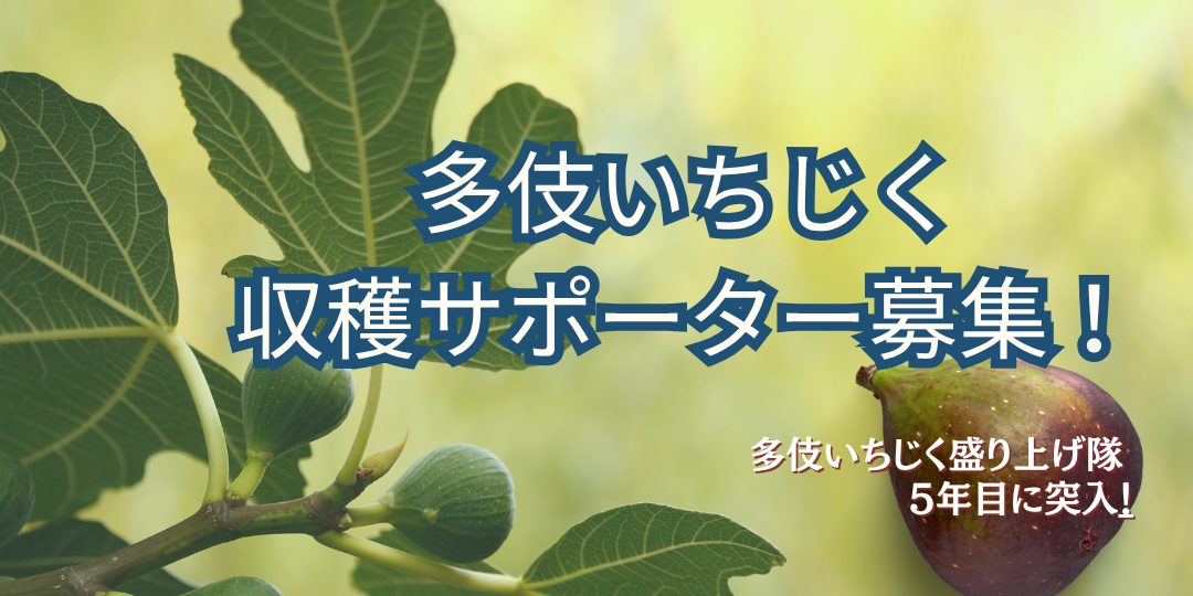 5年目に突入!おいしい「多伎いちじく」の収穫サポーター募集!