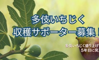5年目に突入！おいしい「多伎いちじく」の収穫サポーター募集！